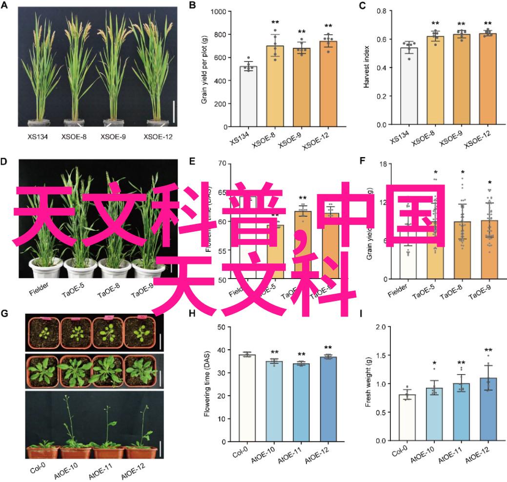 后期-追逐光影的余晖后期制作艺术探索