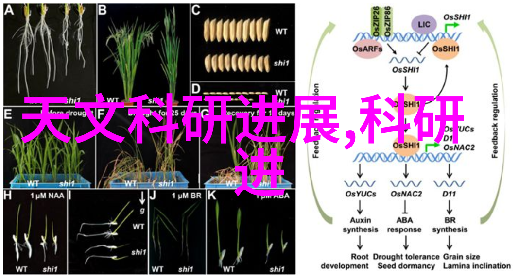 香绕帐篱百度云端轻松阅读全文加番外篇