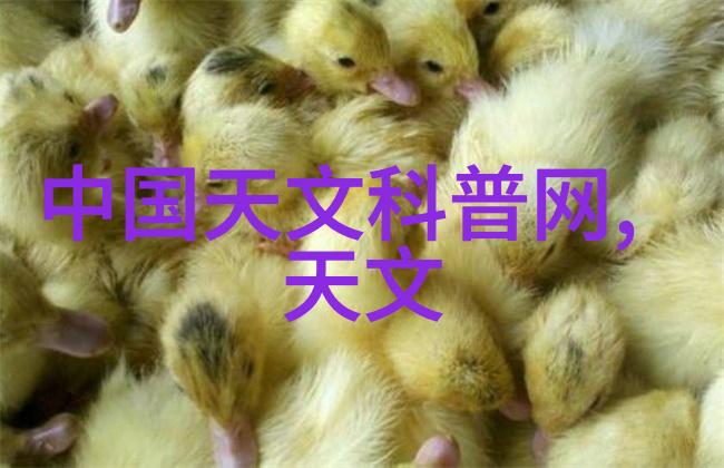 蜂birds社区活动中有哪些经典项目值得一试