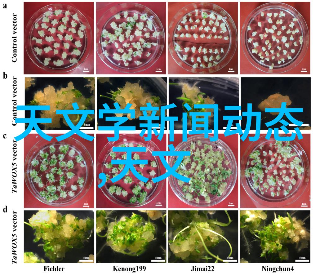 在遥远的季节里触摸不到的爱情故事