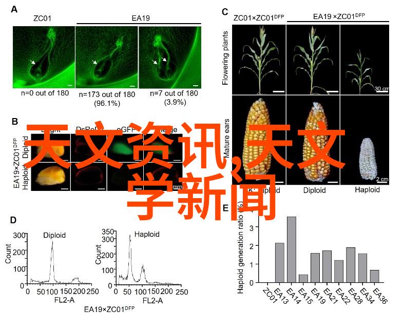 镜头背后揭秘专业拍照的神器