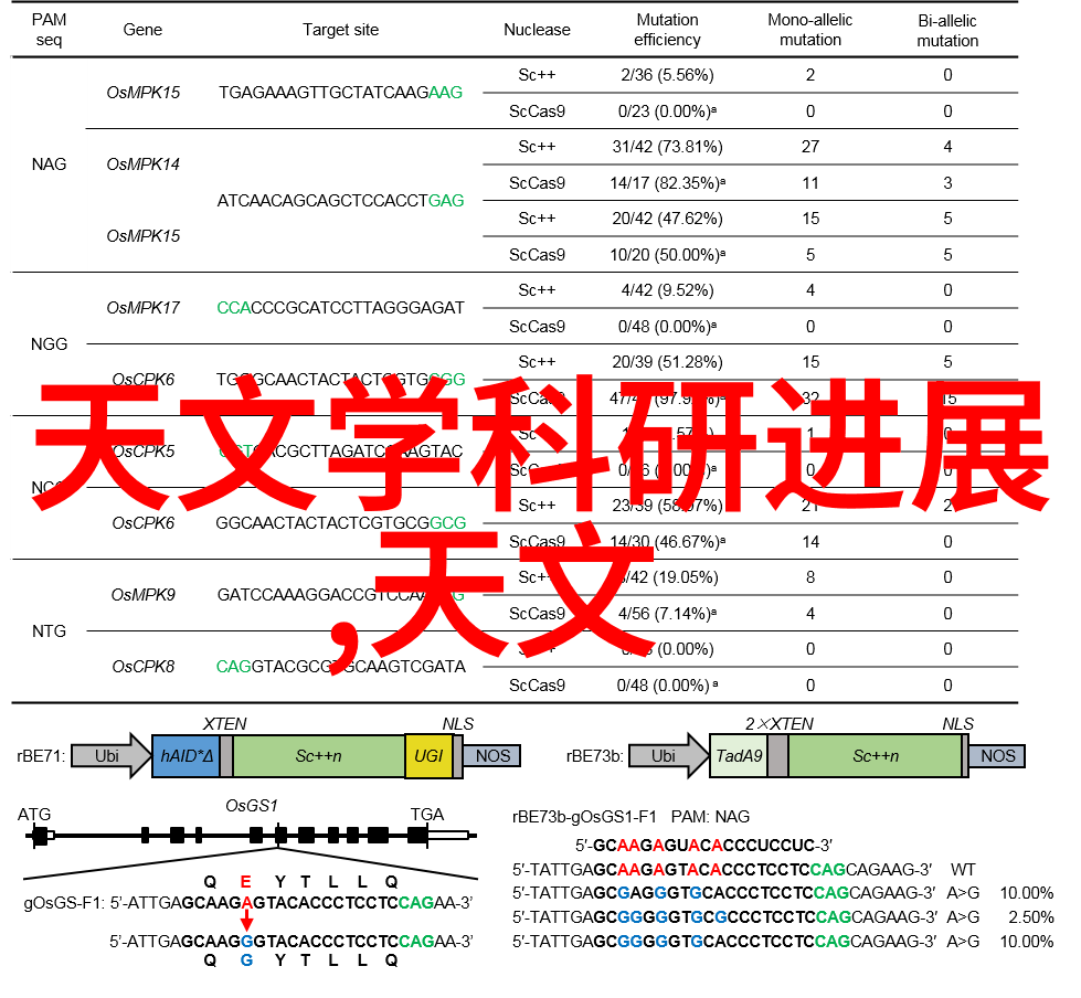 花语之谜解开雏菊的秘密