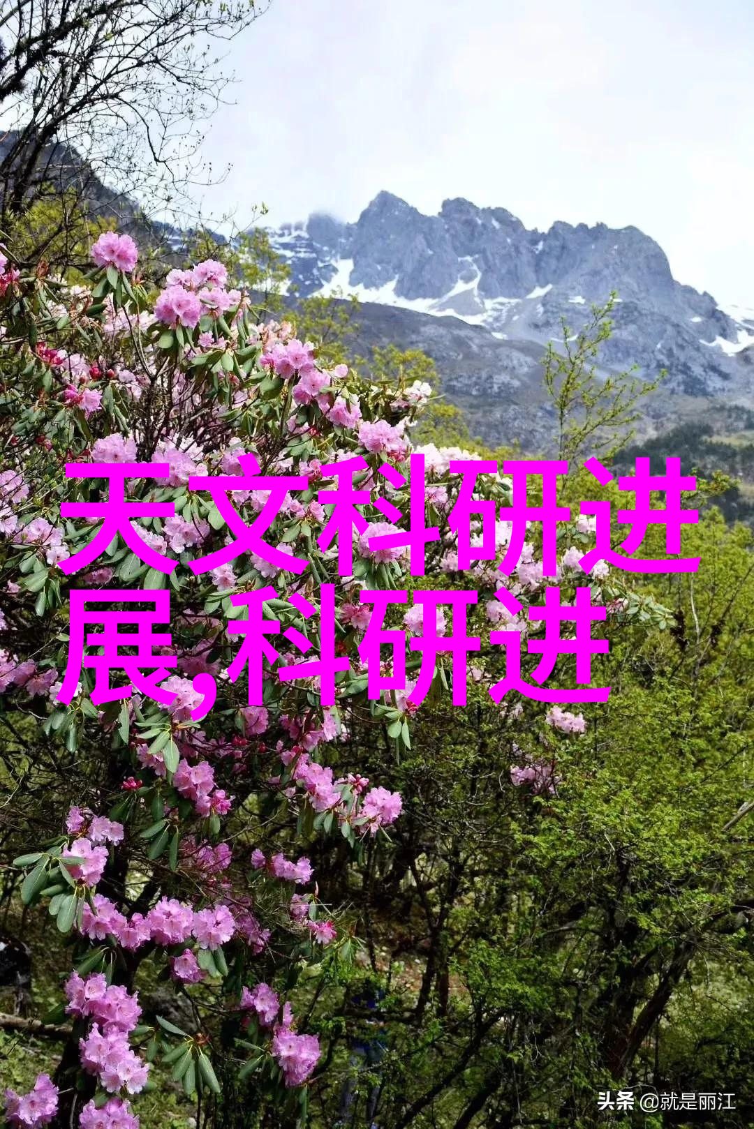 夏日幻境中的雪花交响