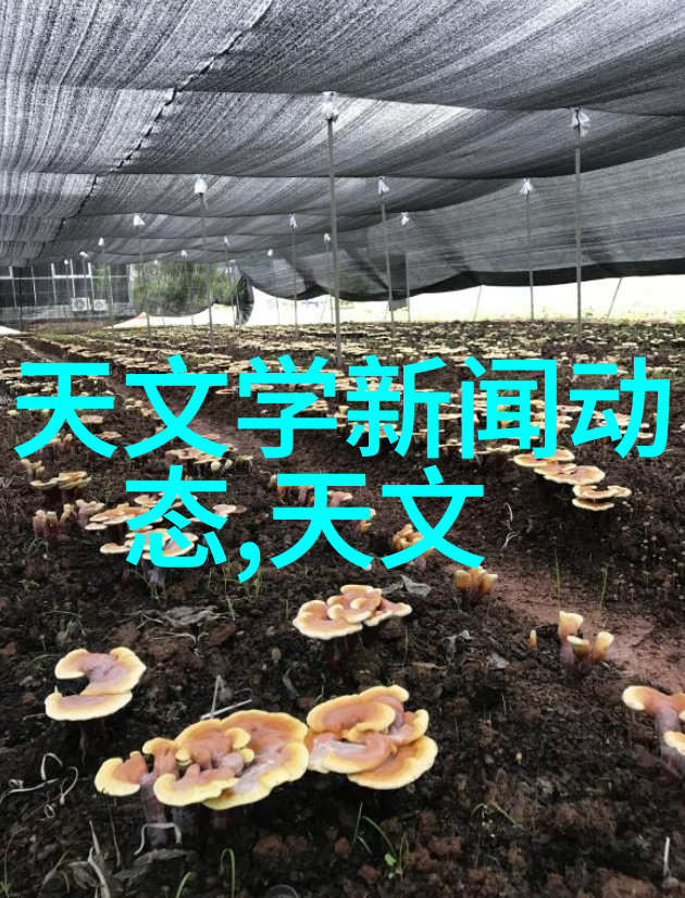 镜头的眼睛捕捉时光的舞蹈