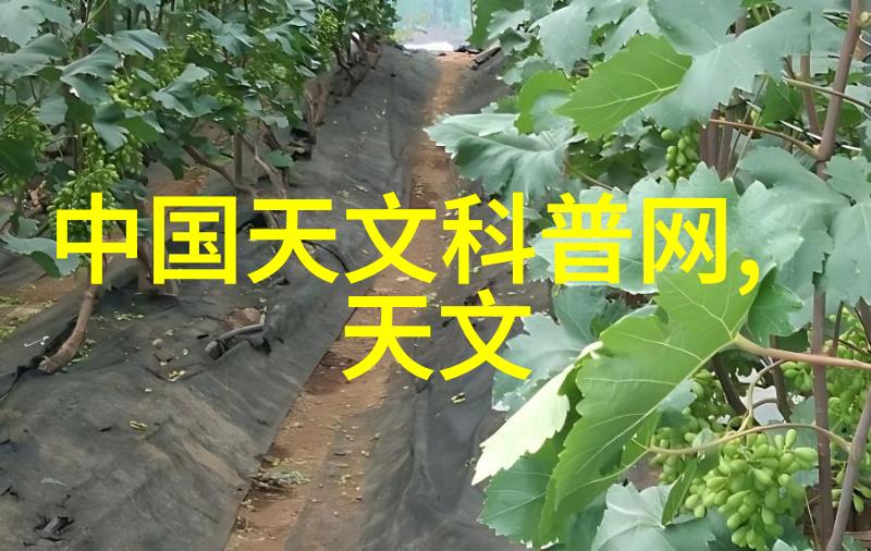 TXL金银花笔趣阁探索深邃文学世界的奇妙旅程