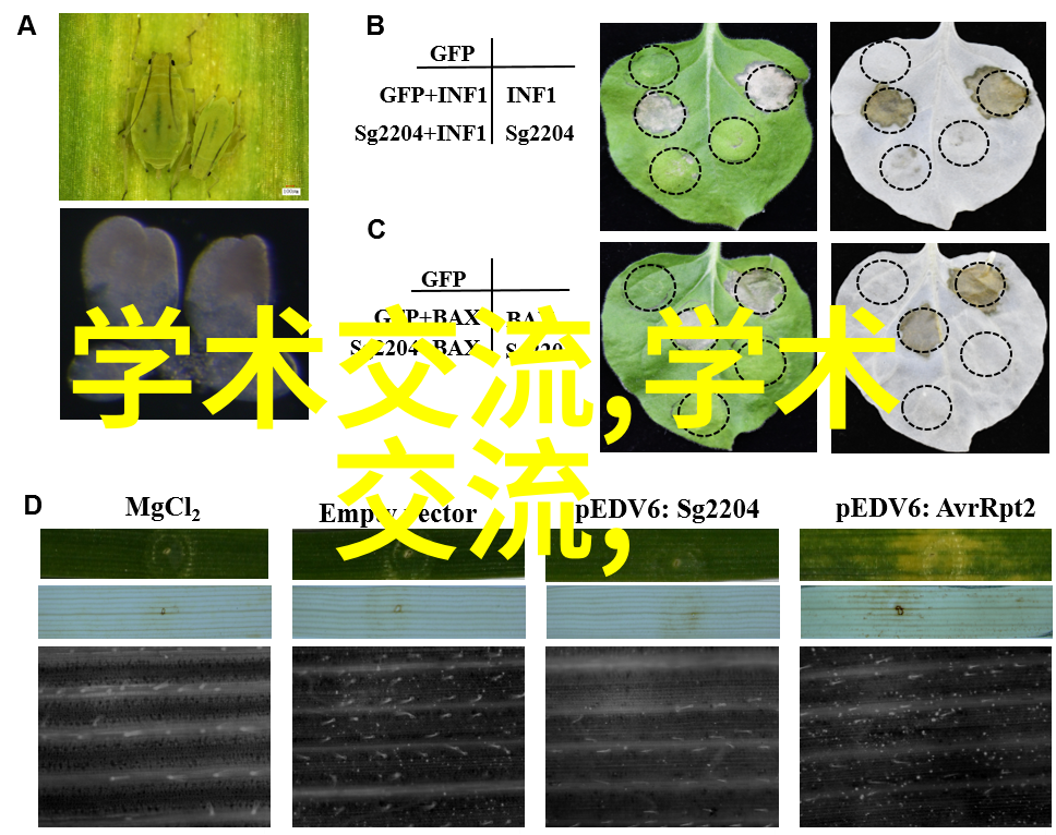 广州摄影镜头下的珠江城