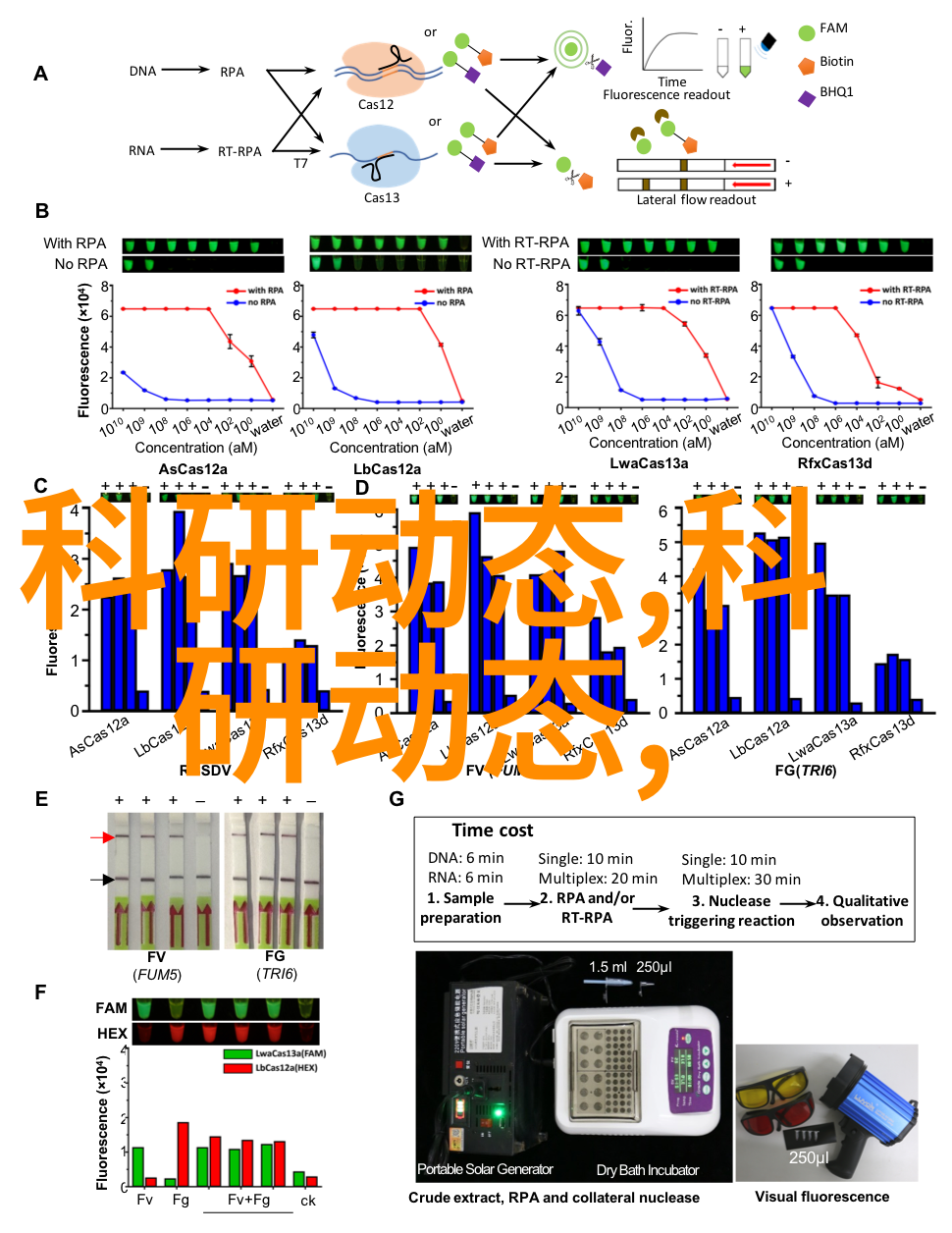 春日暖阳下的金黄色梦想探索郁金香花语的深远意义