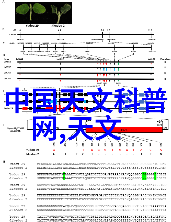 飞思不凡一个脑回路奇妙的故事