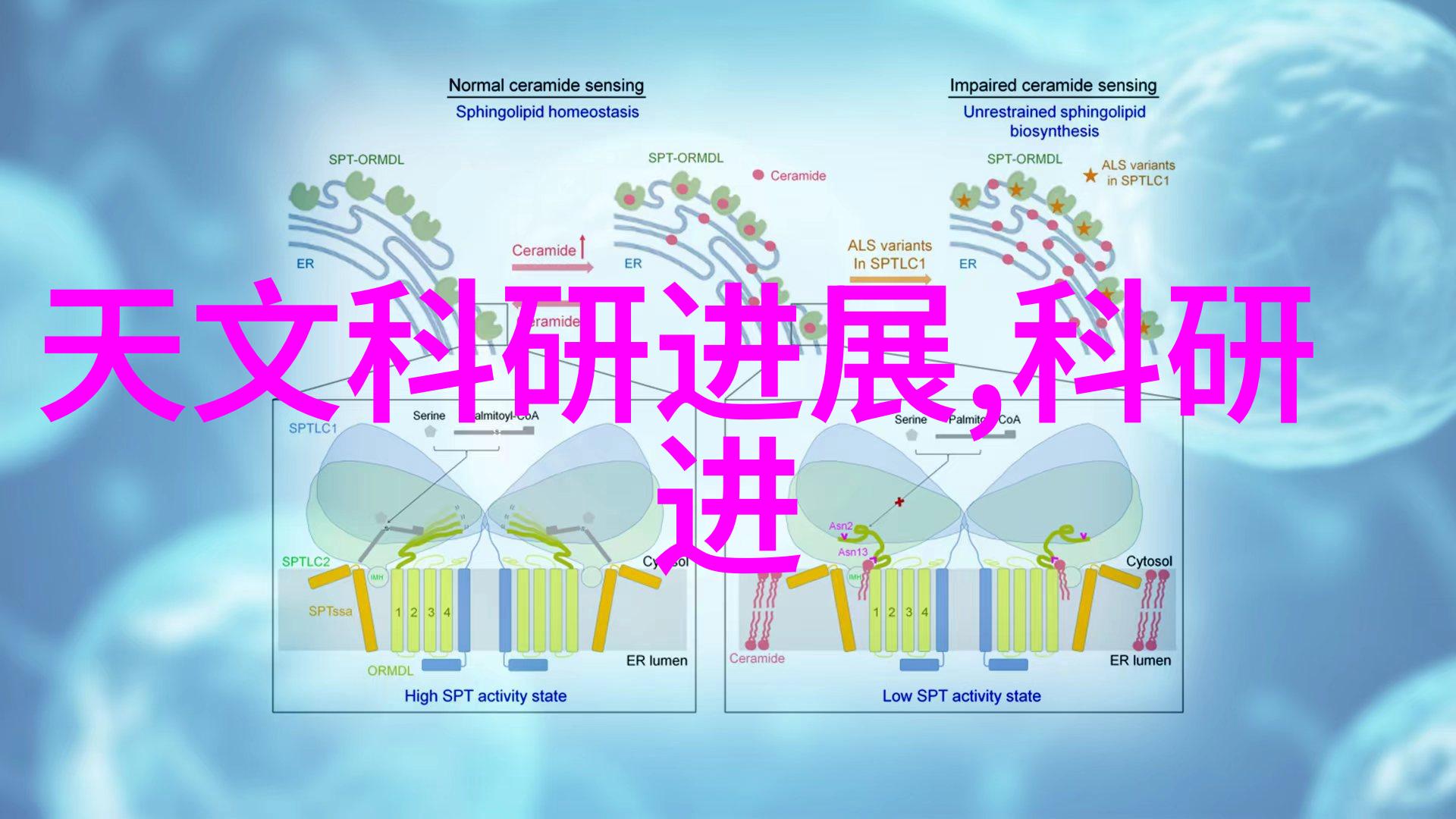 鹭翼之歌张鹭的飞翔传说