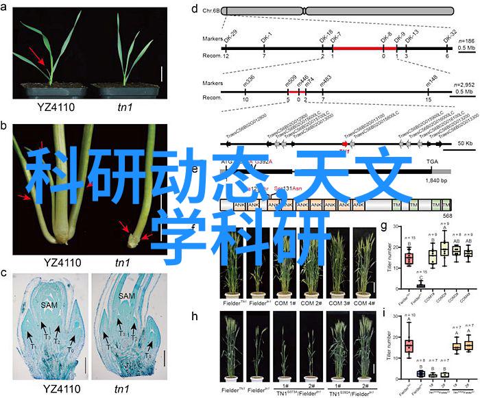 墙体的新选择多孔砖的魅力与实用性