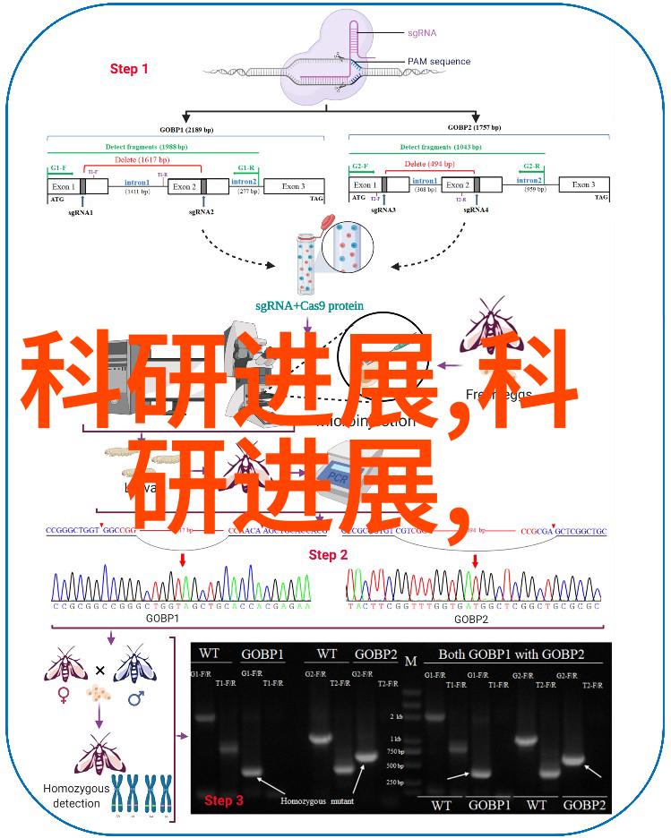 解密浪漫与悲剧黑玫瑰背后的历史故事